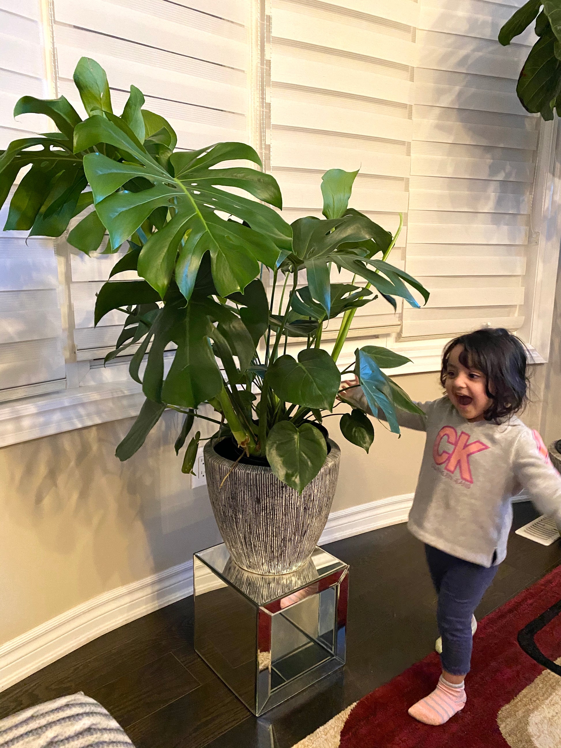 monstera deliciosa edmonton Monstera Deliciosa – Plant Club