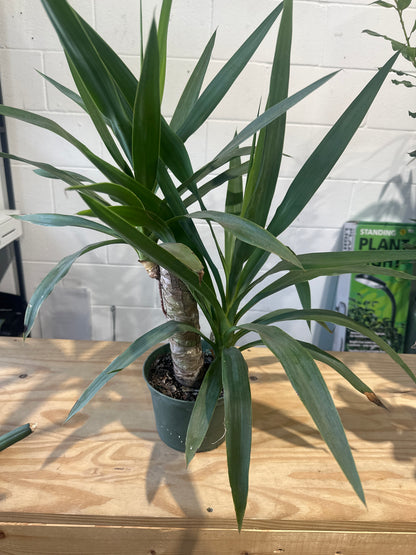Dracaena Corn Plant /yucca cane(Dracaena Fragrans ‘Massangeana’) – Yellow Stripe and all green Indoor Plant
