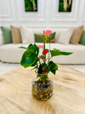 Secret Desire (Anthurium)
