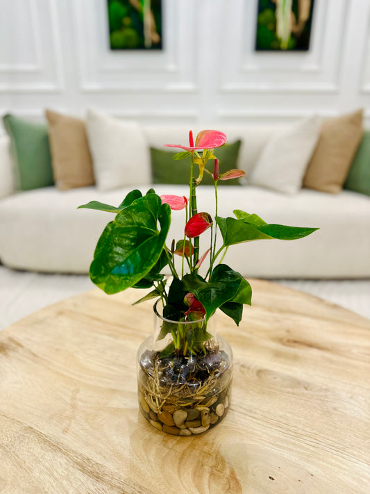 Secret Desire (Anthurium)