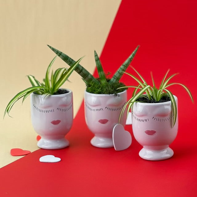 Event/Wedding Favour