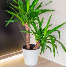 Dracaena corn all green