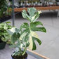 Thai constellation monstera