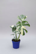 Thai Constellation Monstera – 6 Grower Container | Rare Variegated Monstera Deliciosa Plant