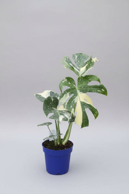Thai Constellation Monstera – 6 Grower Container | Rare Variegated Monstera Deliciosa Plant