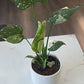 Thai constellation monstera