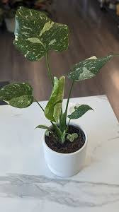 Thai Constellation Monstera – 6 Grower Container | Rare Variegated Monstera Deliciosa Plant