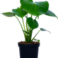 Monstera Deliciosa