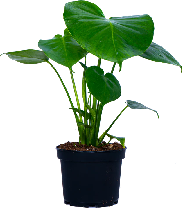 Monstera Deliciosa
