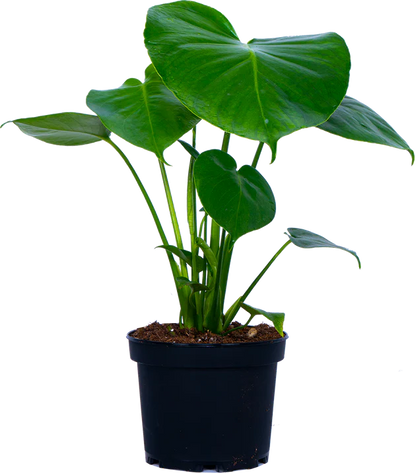Monstera Deliciosa