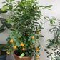 Citrus Calamondin (Philipino Lime)