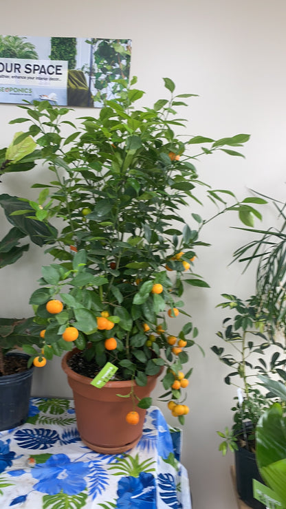 Citrus Calamondin (Philipino Lime)