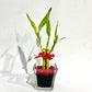 Event/Wedding Favour