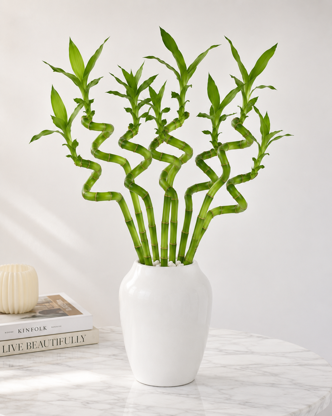 Feng Shui Spiral Lucky Bamboo Plants Bundle Of Three in 8", 12", 18" & 24" Sizes | Indoor Bamboo Décor