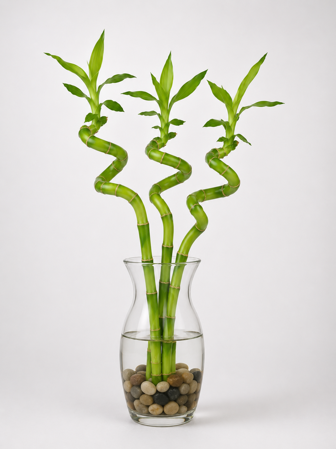 Feng Shui Spiral Lucky Bamboo Plants Bundle Of Three in 8", 12", 18" & 24" Sizes | Indoor Bamboo Décor