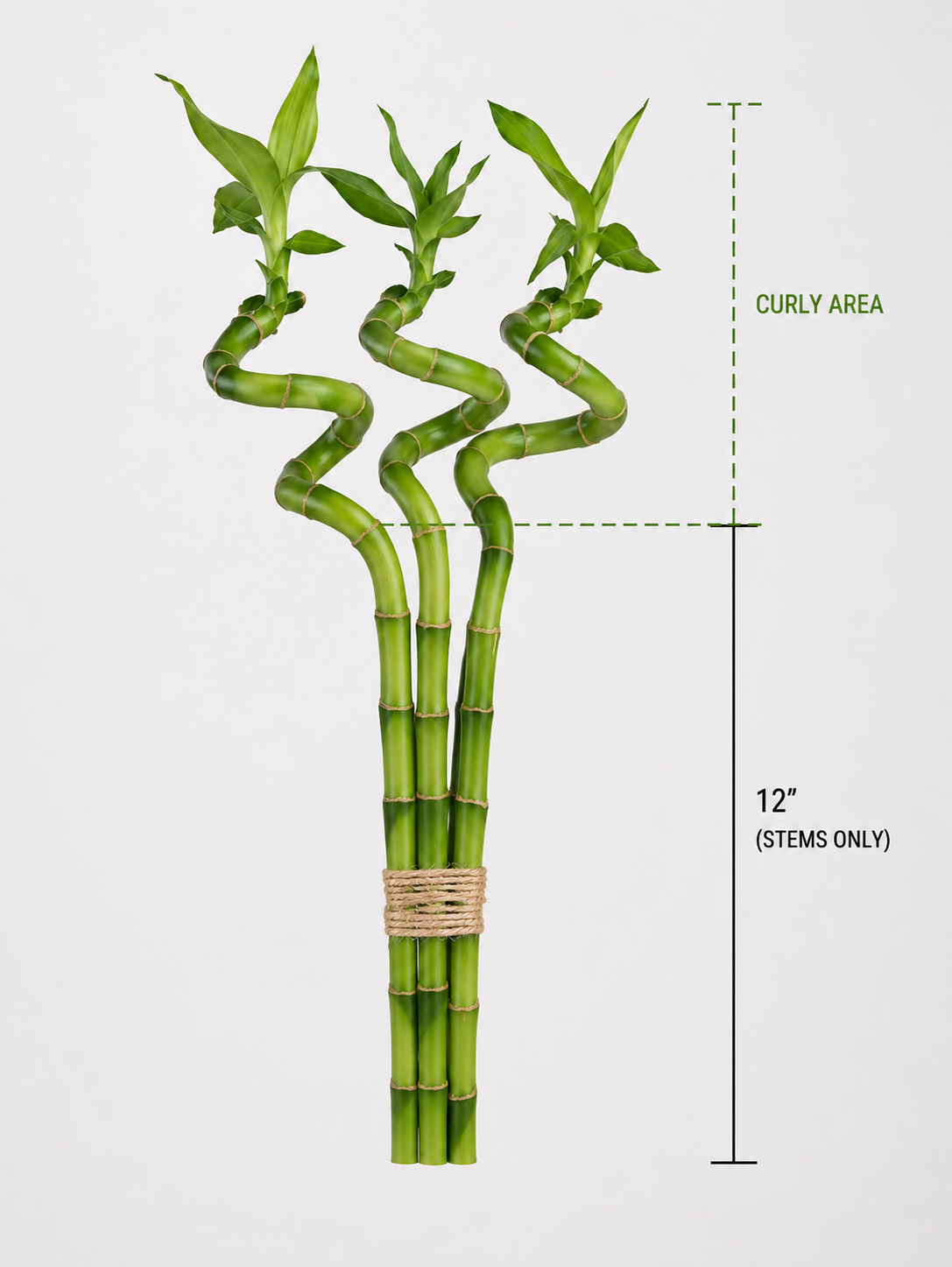 Feng Shui Spiral Lucky Bamboo Plants Bundle Of Three in 8", 12", 18" & 24" Sizes | Indoor Bamboo Décor