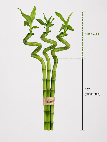 Feng Shui Spiral Lucky Bamboo Plants Bundle Of Three in 8", 12", 18" & 24" Sizes | Indoor Bamboo Décor