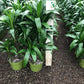 Dracaena corn all green
