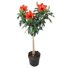 Hibiscus 10”assorted color