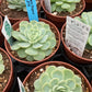 Event Favours