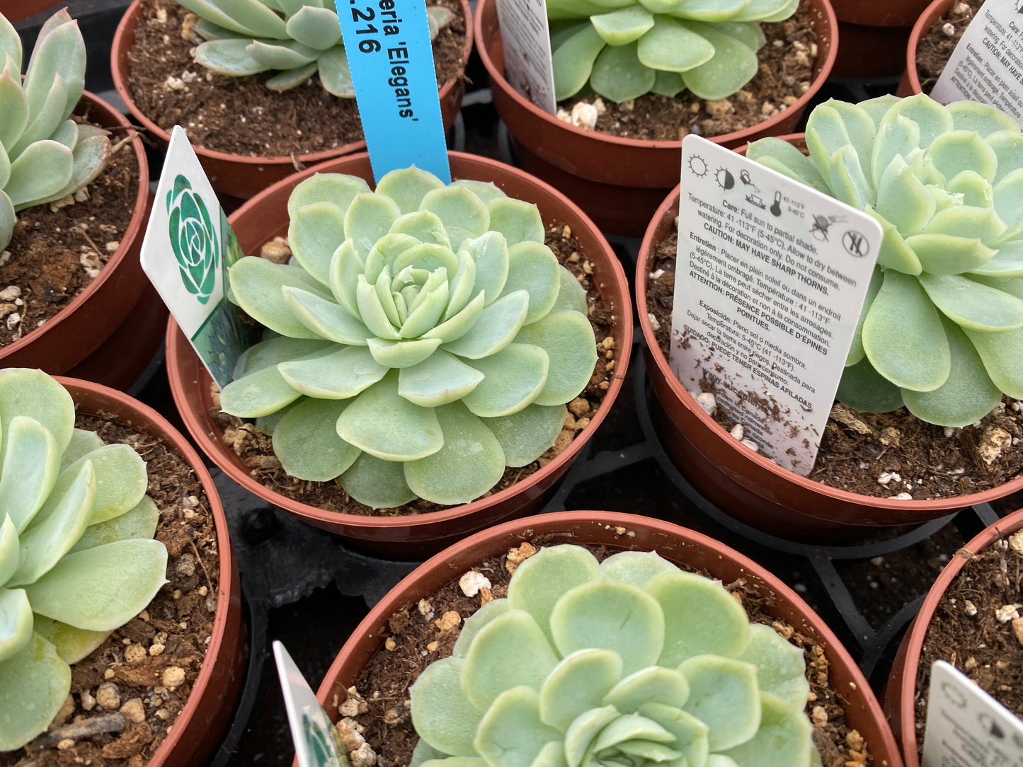 Event Favours