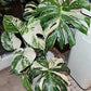 Thai constellation monstera