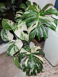 Thai constellation monstera