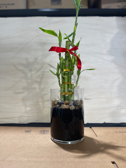 Feng Shui Lucky Bamboo (6 Stalks)