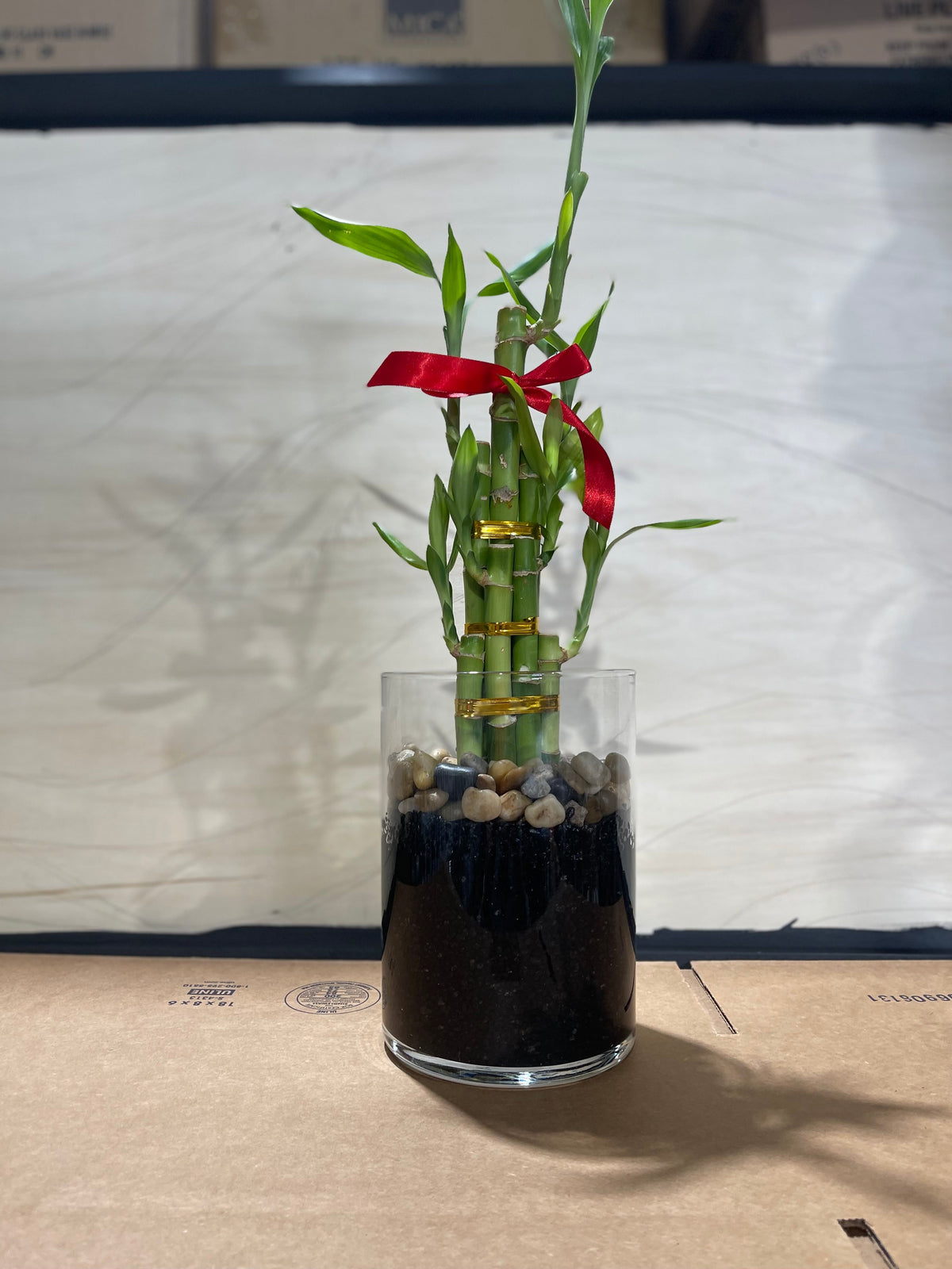 Lucky bamboo, 6 stalks, photo 2
