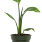 Bird of Paradise