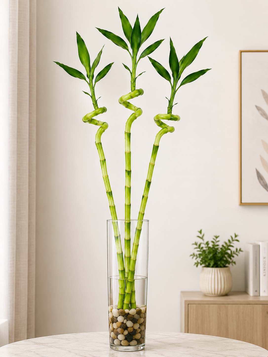 3 Feet Lucky Spiral Bamboo Plant Bundle of 3 Stems – Indoor Live Lucky Bamboo for Home & Office Decor