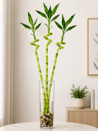 3 Feet Lucky Spiral Bamboo Plant Bundle of 3 Stems – Indoor Live Lucky Bamboo for Home & Office Decor