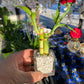 Event Favours