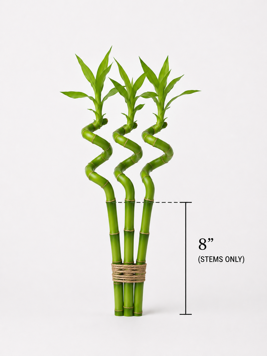 Feng Shui Spiral Lucky Bamboo Plants Bundle Of Three in 8", 12", 18" & 24" Sizes | Indoor Bamboo Décor