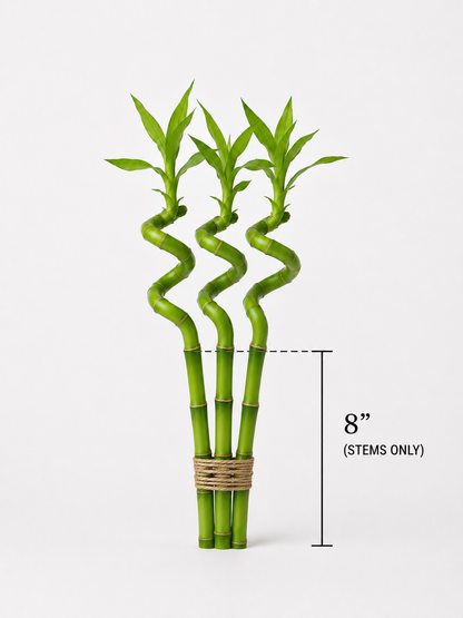 Feng Shui Spiral Lucky Bamboo Plants Bundle Of Three in 8", 12", 18" & 24" Sizes | Indoor Bamboo Décor