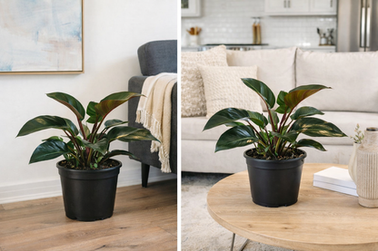 Philodendron – 10" Grower Pot (White Pot Sold Separately)