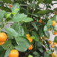 Citrus Calamondin (Philipino Lime)