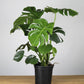 Monstera Deliciosa