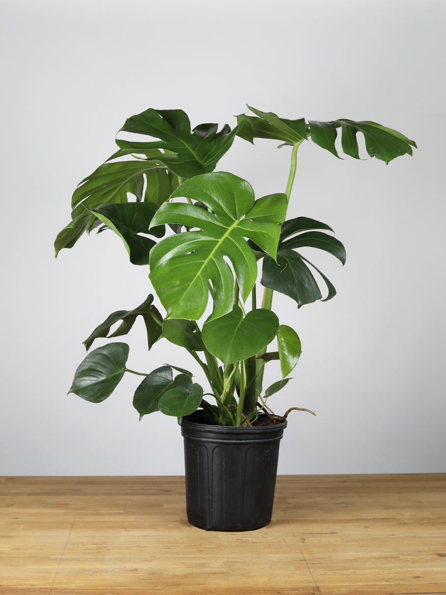 Monstera Deliciosa