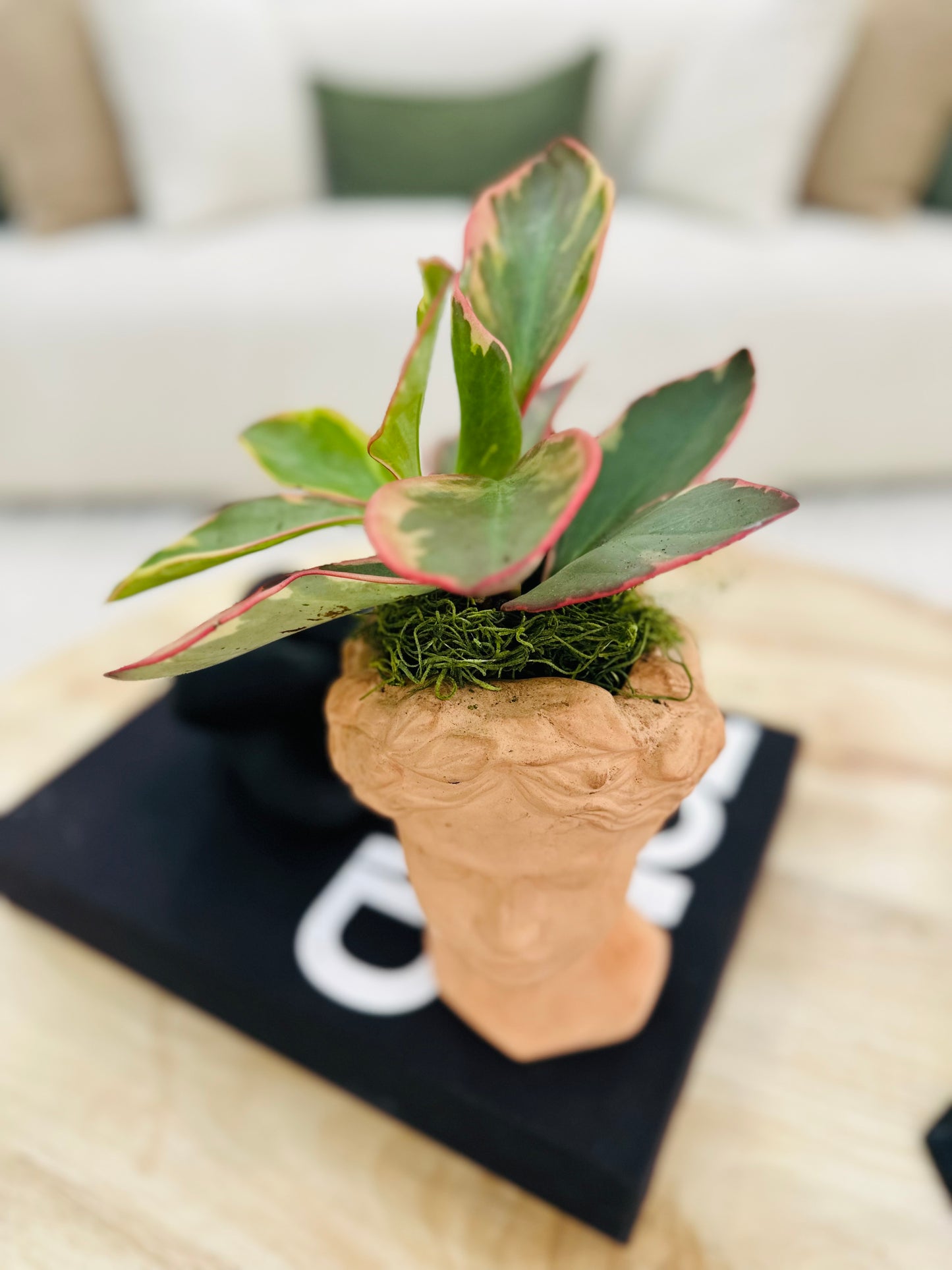 Roman Lady Head Planter with Live Plant | Decorative Face Pot Indoor Succulent Planter