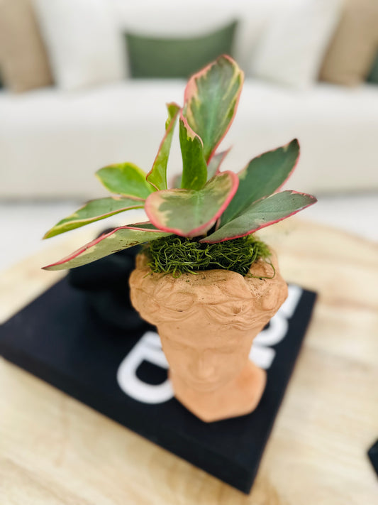 Roman Lady Head Planter with Live Plant | Decorative Face Pot Indoor Succulent Planter