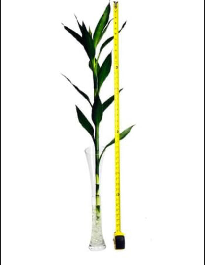 3 Feet Lucky Bamboo Plant with Big Leaves Bundle of 3 – Indoor Live Plant