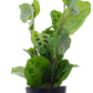 Prayer Plant Green
