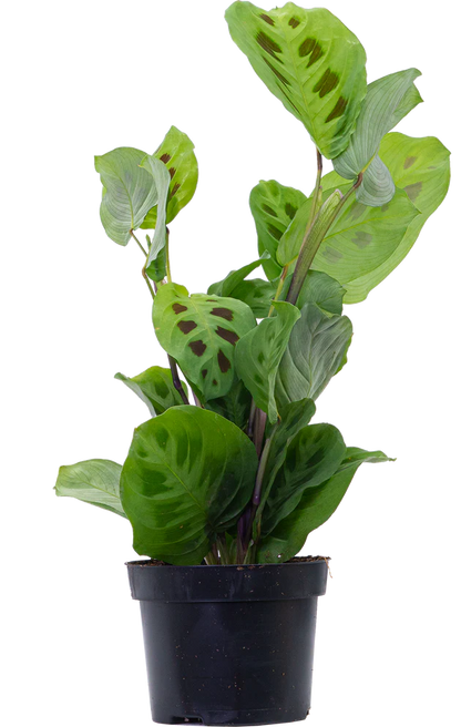 Prayer Plant Green