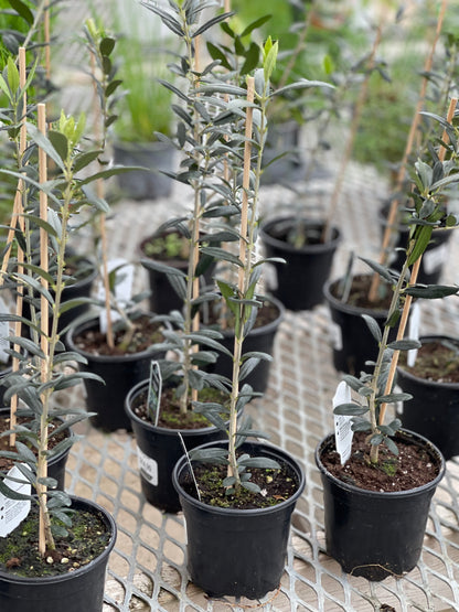 Olive Tree in Nursery Container Online | Premium Olive Plants