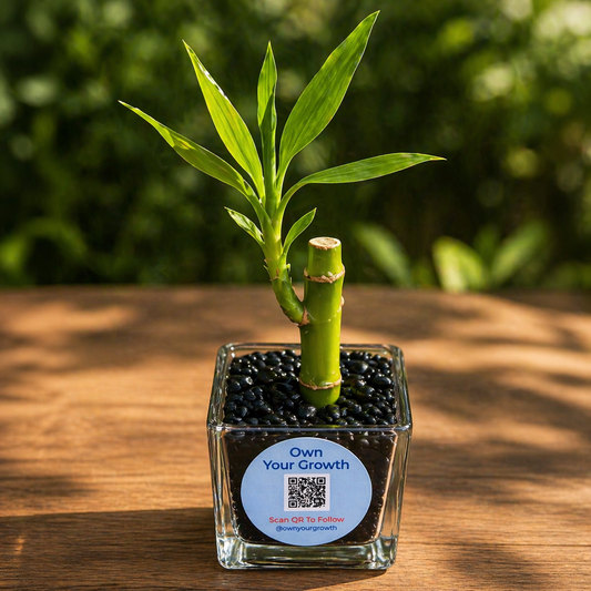 Customized Lucky Bamboo Corporate Gift | 2”x2” Square Glass Vase | Eco-Friendly Event Favor