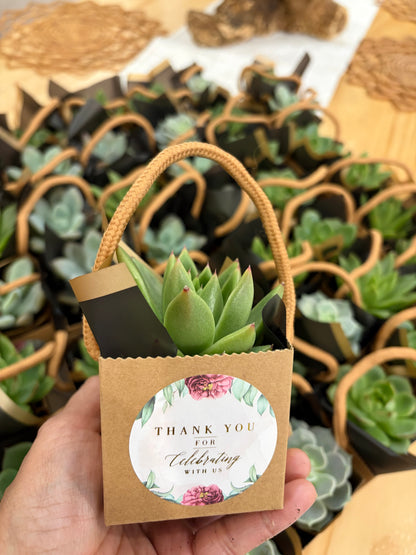 Succulent Event Favour