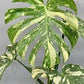 Thai constellation monstera