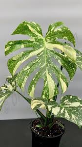 Thai Constellation Monstera – 6 Grower Container | Rare Variegated Monstera Deliciosa Plant
