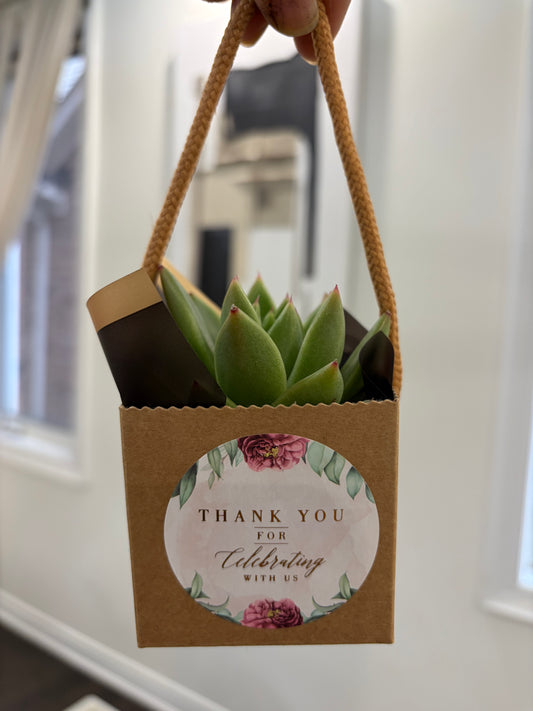 Succulent Event Favors & Corporate Gifts | Eco-Friendly Plant Gifts